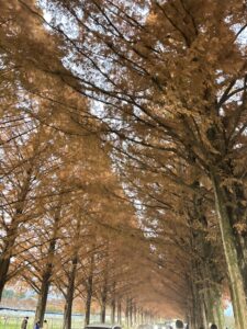 Metasequoia row of trees